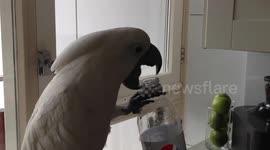 Harley the cockatoo drinks a Pepsi out of the bottle