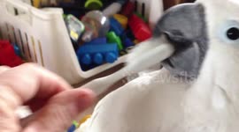 Harley the cockatoo has adorable time getting beauty treatment