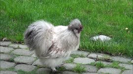 Chicken thinks he's a dog