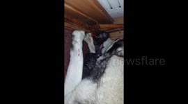 Dog just birth puppies and care them, a cute video