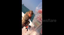 Monkey guzzles watermelon