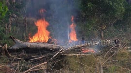 Devastating footage shows destruction of Amazon Rainforest deforestation