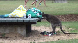 Thieving wallaby raids picnic bag and gives itself a fright