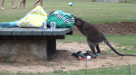 Thieving wallaby raids bag