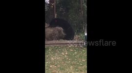 Cute bear plays in backyard