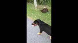 Dog meets wild beaver