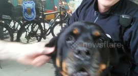 Seattle police officers meet a Rottweiler... He shakes their hands