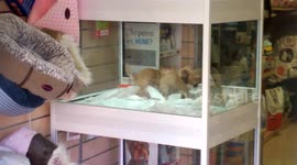 Puppies playing