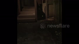 Stumbling across huge raccoon at night