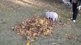 Willow the mini pigs first pile of leaves!