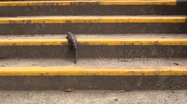 Australian Bluetongue Lizard climbing steps