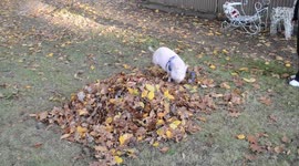 EDT Willow the mini pigs first pile of leaves!