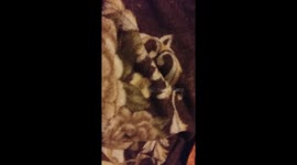 Cat likes to sleep under quilt in owner's bed