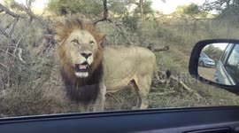 Mating lion gets angry at tourist audience