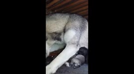 Cute puppies with her mother Time Lapse video