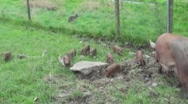 9 little porkers on the queens estate