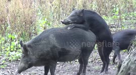 junior trys piggy back
