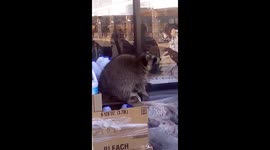 Cute, blind raccoon plays with human