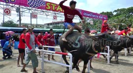Buffalo Races in Thailand