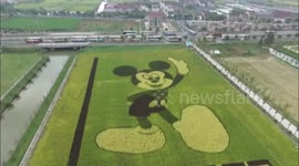Footage of Mickey Mouse farmland in China