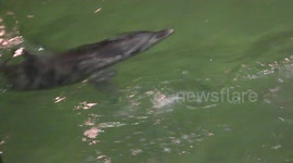 Tourists feed wild dolphins in Australia!