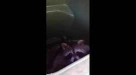 Chubby raccoon rescued after getting stuck in bin all night