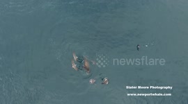 Impressive footage of sea lion killing thresher shark