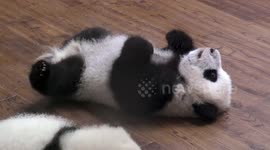 Tiny panda cubs lollop around in their nursery