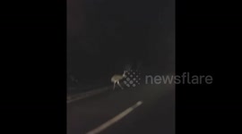 Emu filmed on the lam in Devon, UK