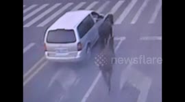 Driver tows horses down busy road