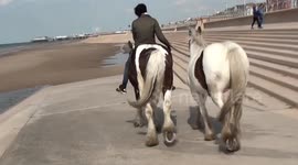 Exercising Shire Horses on the Beach