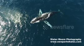 Drone films tangled whale
