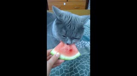 Cute Russian kitty eats watermelon