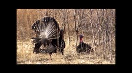 Wild turkey mating ritual-Male puffs up over and over