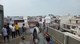 Watch - Hydrolic Crane used to rescue down a big bull from a 4 storey building roof