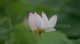 Summer Lotus Flowers In Qianxi County, China