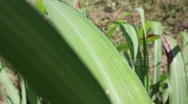 The traditional process of making citronella oil