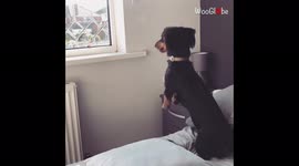 Cute little dachshund's first-ever interaction with butterfly is ADORABLE