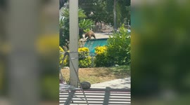 Huge brown bear goes for a dip in woman's swimming pool