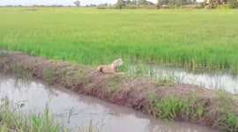 Kind villagers remove plastic jar stuck on stray dog's head