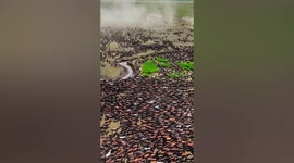 Thousands of horses kick up wall of dust as they gallop in northern China