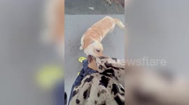 Helpful pet Golden Retriever carries owner's bags while shopping in South Korea