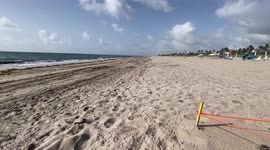 Life is shell: Sea turtle hatchlings scramble along Florida beach to begin life