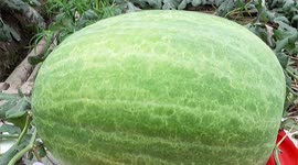 One in a melon: Farmer grows GIANT 32 kg watermelon in eastern China