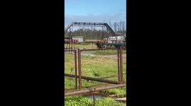 Dramatic footage sees wild bear take on sturdy elk in Russia