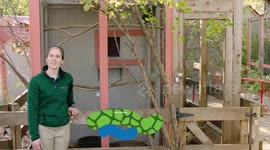 Watch this genius crow solve puzzles for more snacks