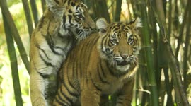 Watch these tiger cubs learn to swim in their new exhibit at San Diego Zoo