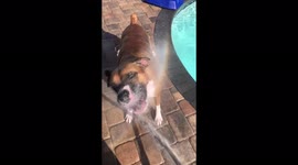 Boxer dog loves to cool down with the water hose in this summer heat
