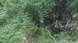 Puppy found howling for help while stuck in canal