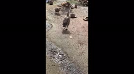 The goose attacked the woman as she approaches to film it